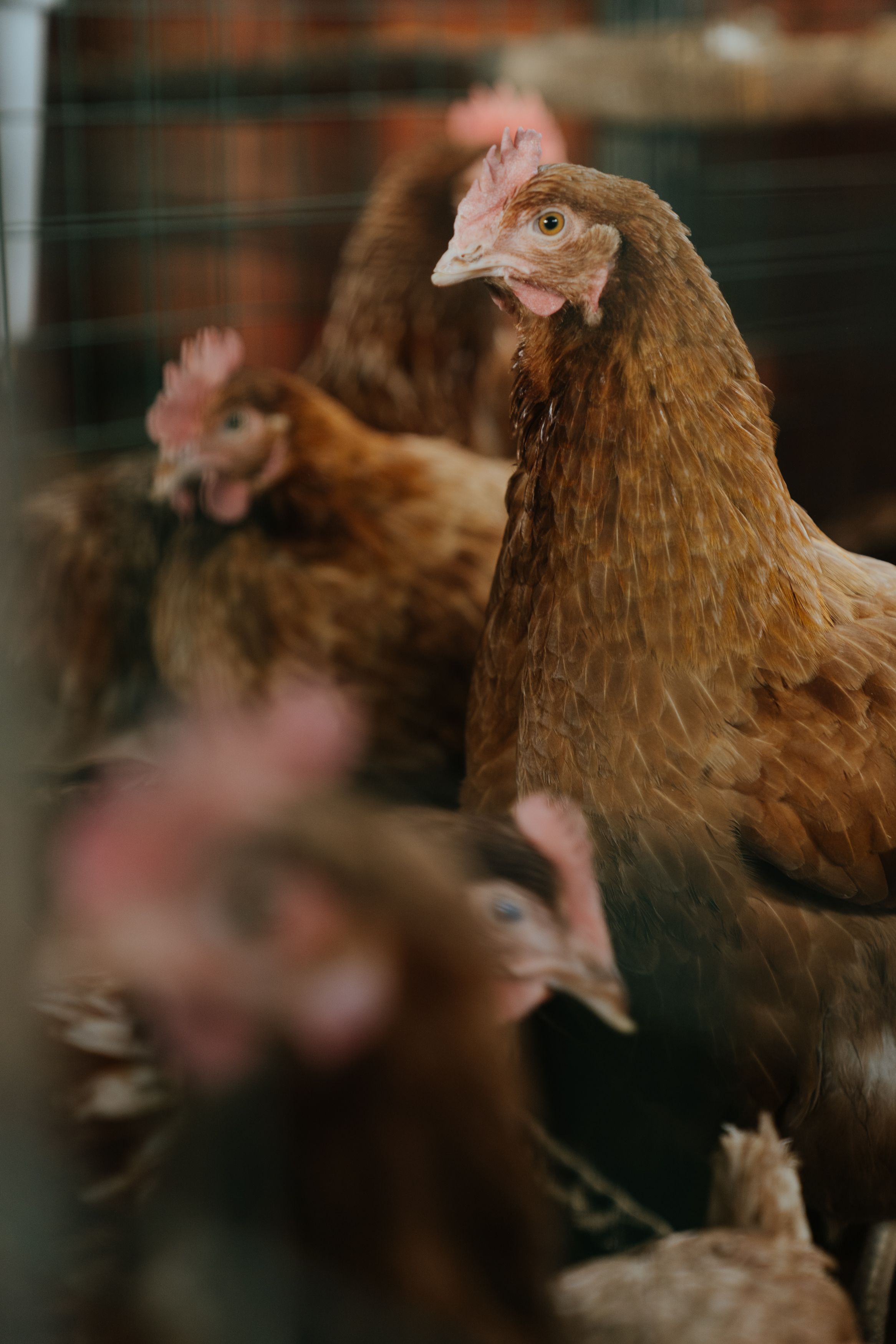 Stressfreies Tierwachstum auf einer Hühnerfarm